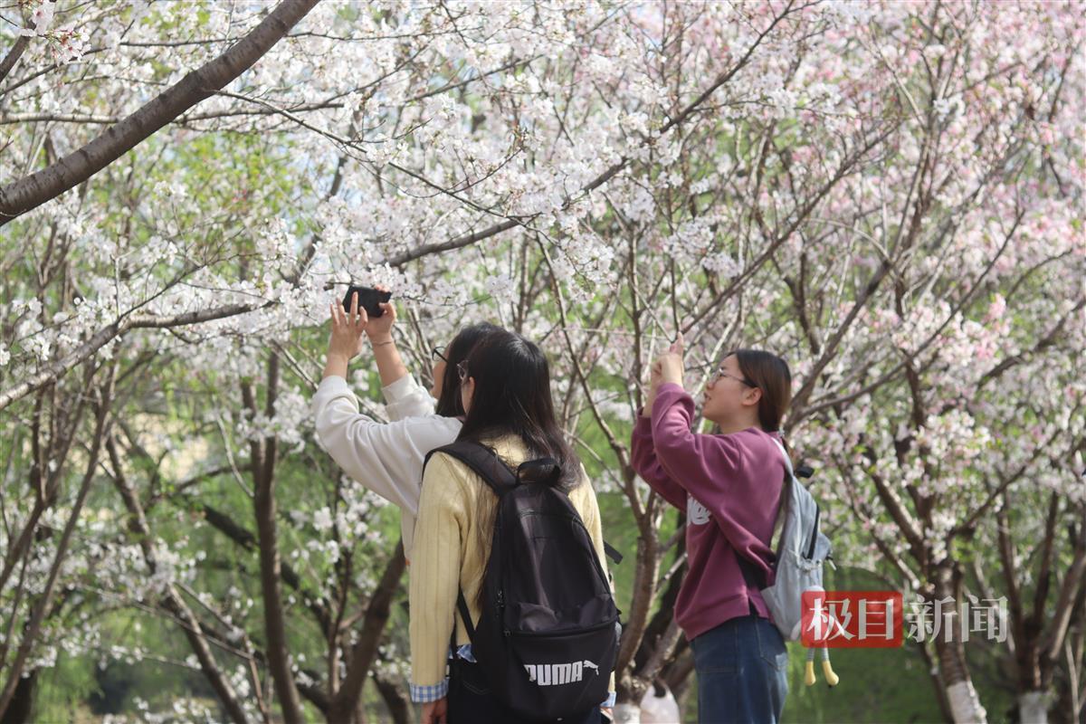 学生赏樱。通讯员 杨欣怡 摄.JPG